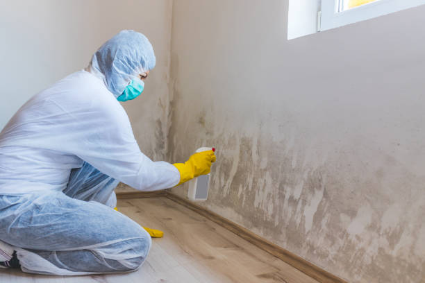 Licensed Mold Remediation service in West Babylon, NY - WQB Mold Removal